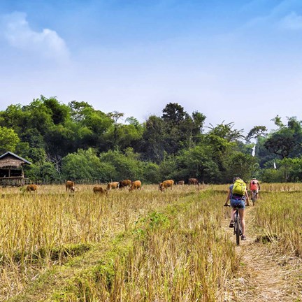 Two cyclists, riding through field of crops with cows and grass hut, towards a forest and woodland area. 
